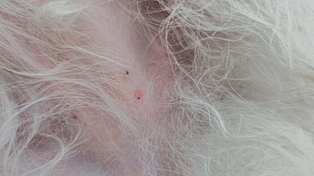 강아지 진드기 제거 부작용