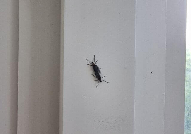 러브버그 제거방법