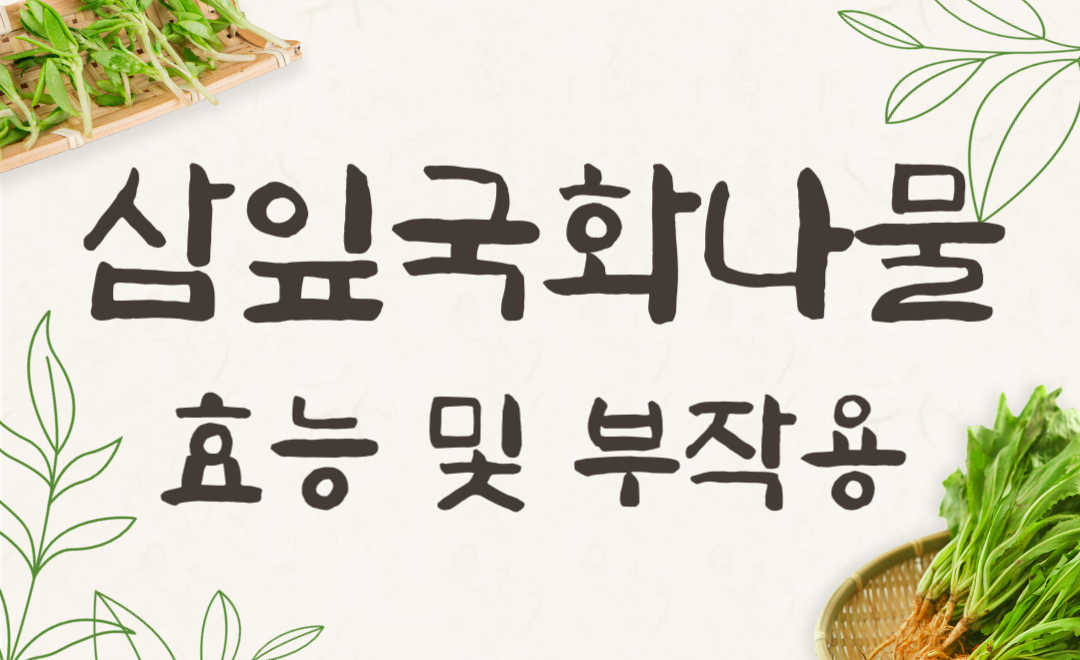 삼잎국화나물 효능과 부작용, 먹는 법 완벽 가이드