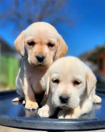 래브라도 리트리버 분양 가격 성격 장단점_12