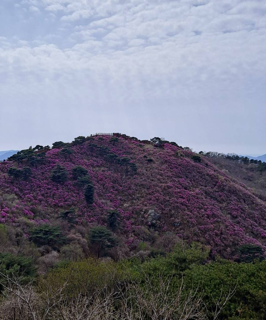 저 멀리 진달래 군락지