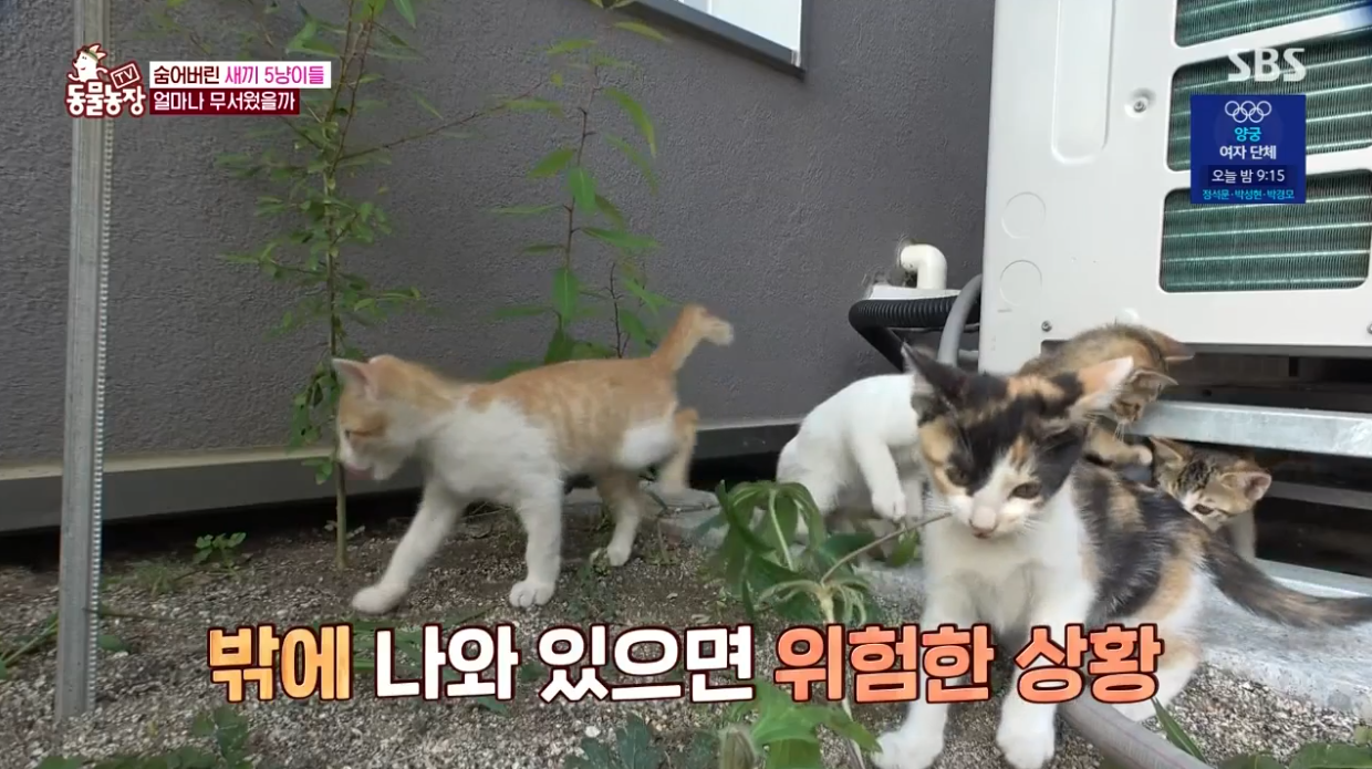 동물농장