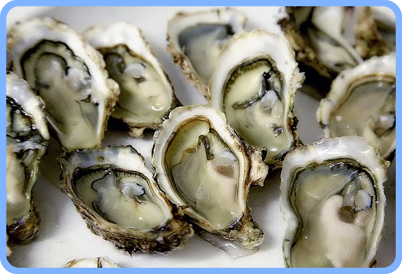 멸치젓 새우젓 굴 천일염 김장 재료 할인 세일 50% 코리아 수산 페스타