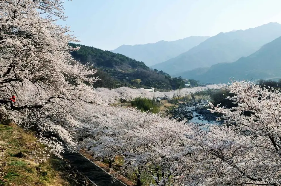 하동 십리벚꽃길2