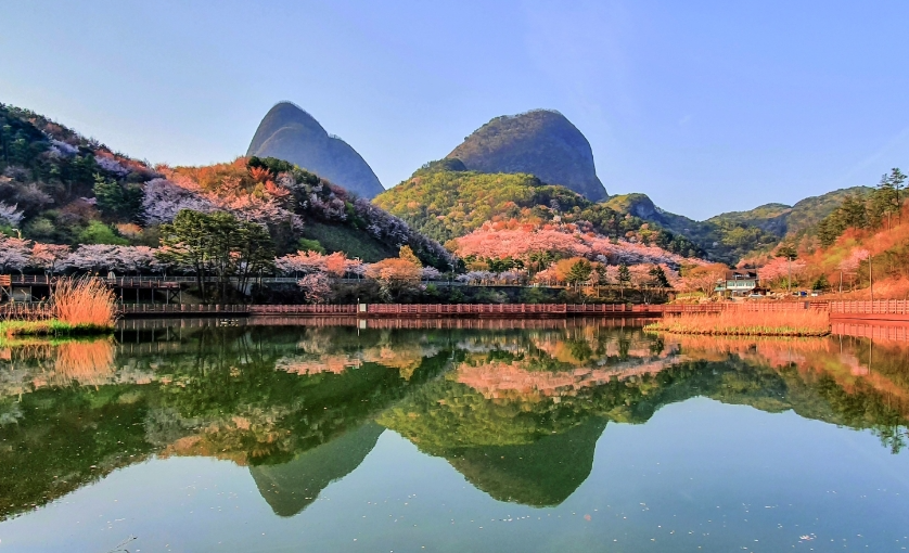마이산벚꽃길