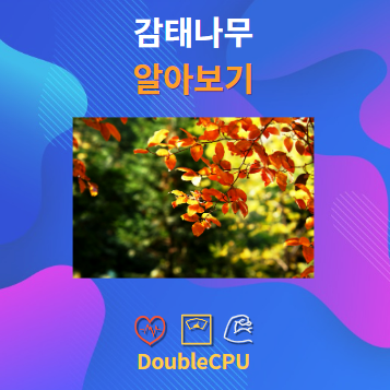 감태나무 알아보기