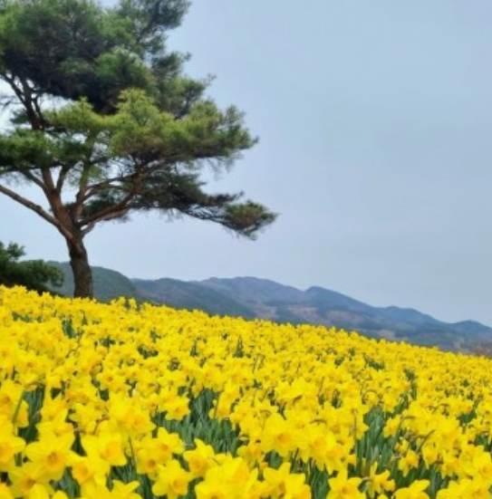 전국수선화명소