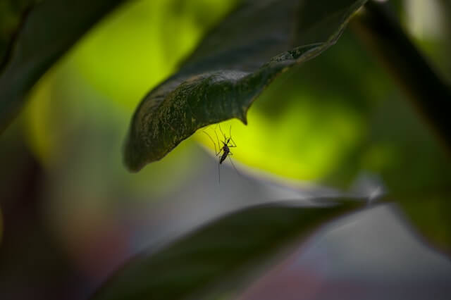 지카바이러스 예방법