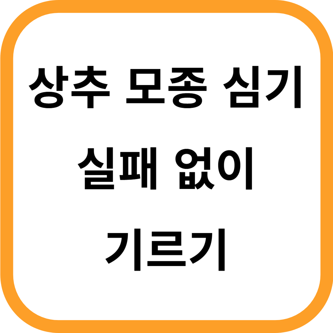 상추 모종 심기