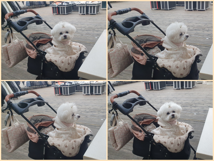 미니 비숑프리제 겨울용품