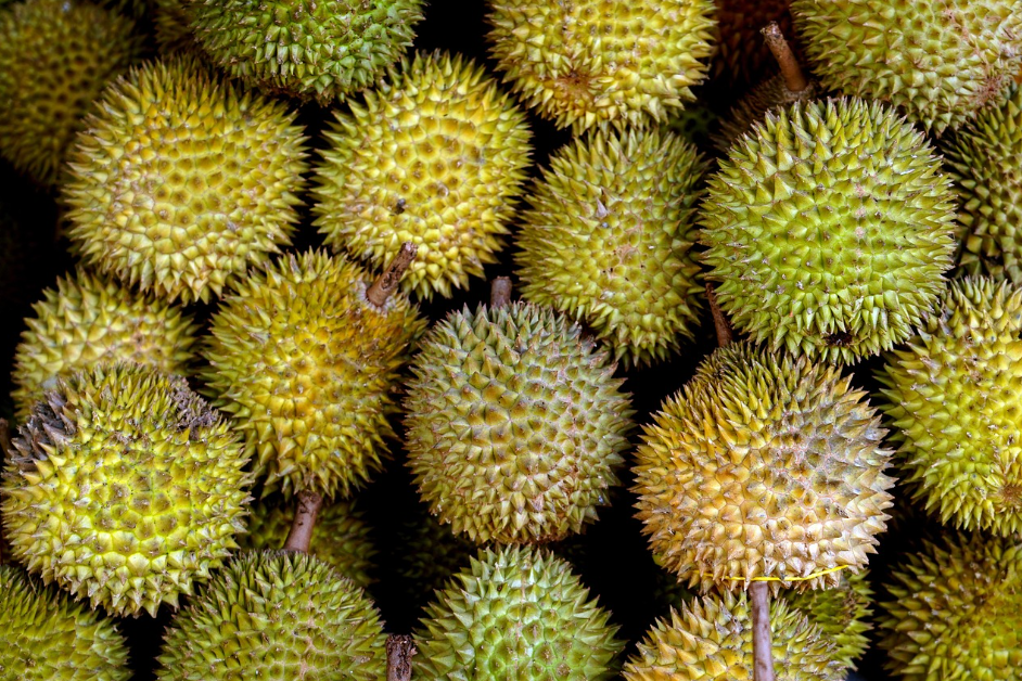 두리안(Durian) 관련 사진