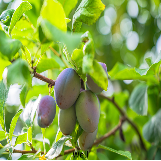 카카두플럼 기미크림