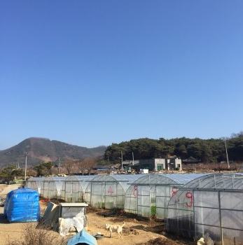 생방송투데이 청도미나리 미나리삼겹살 이주의장바구니 온라인구매 및 예약방법 경북 청도 솔농원 솔그린팜