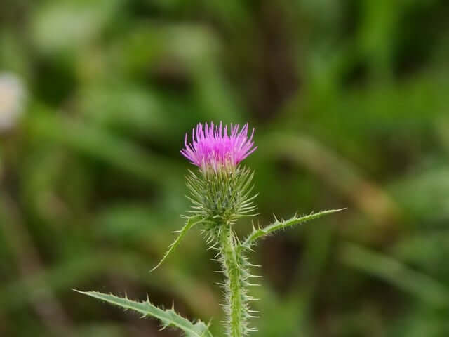 밀크씨슬 효능 복용방법 하루 권장량
