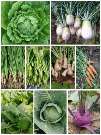 8월에 심는 밭작물 모종 채소 재배법 알아보기_5