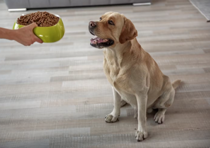 개 음식을 먹는 리트리버.