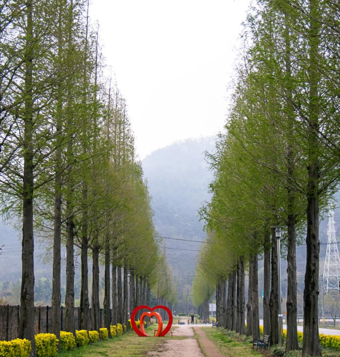 덕산 메타세콰이어길