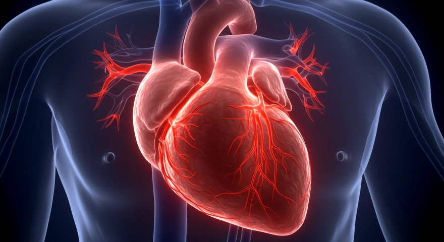 스트레스와 과로로 인해 부담을 받는 인체 심장 3D 일러스트