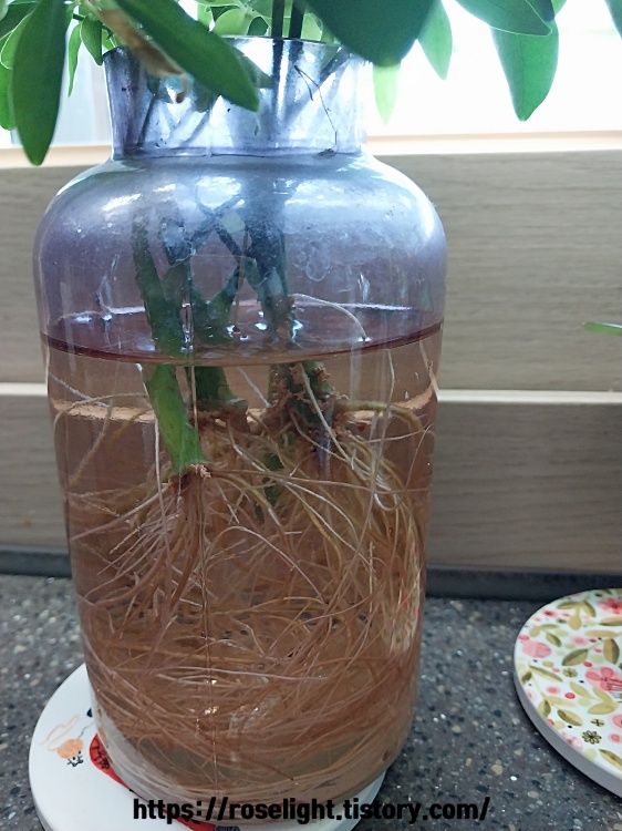 홍콩야자 수경재배 방법-홍콩야자 물꽂이