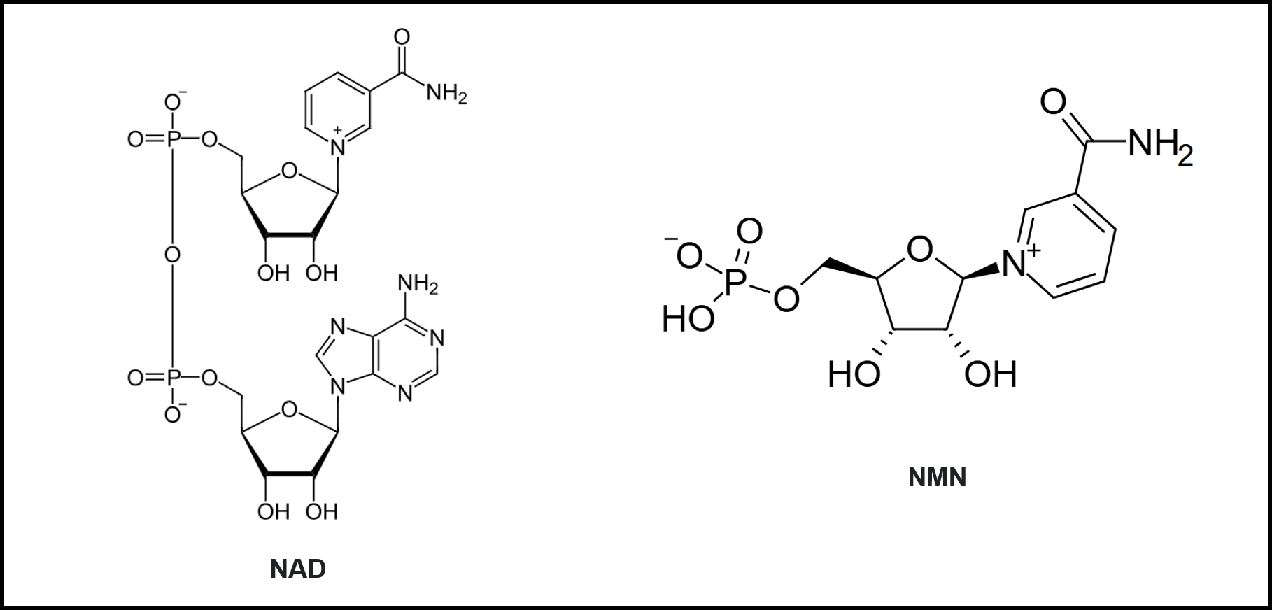 NAD와 NMN 구조식 (출처: 위키피디아)