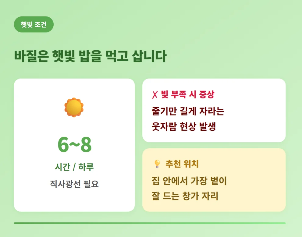 "하루 6~8시간 직사광선이 필요한 바질의 햇빛 관리 조건 안내"