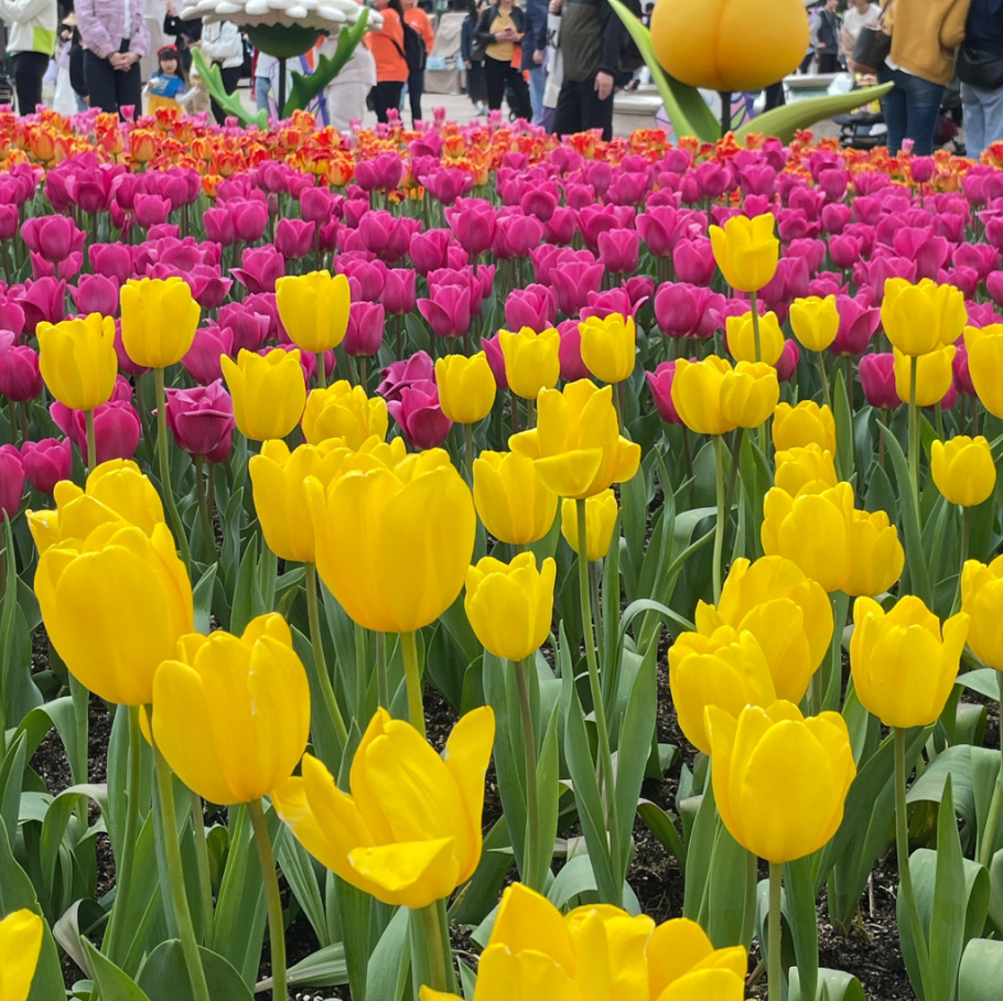 에버랜드 튤립 꽃들