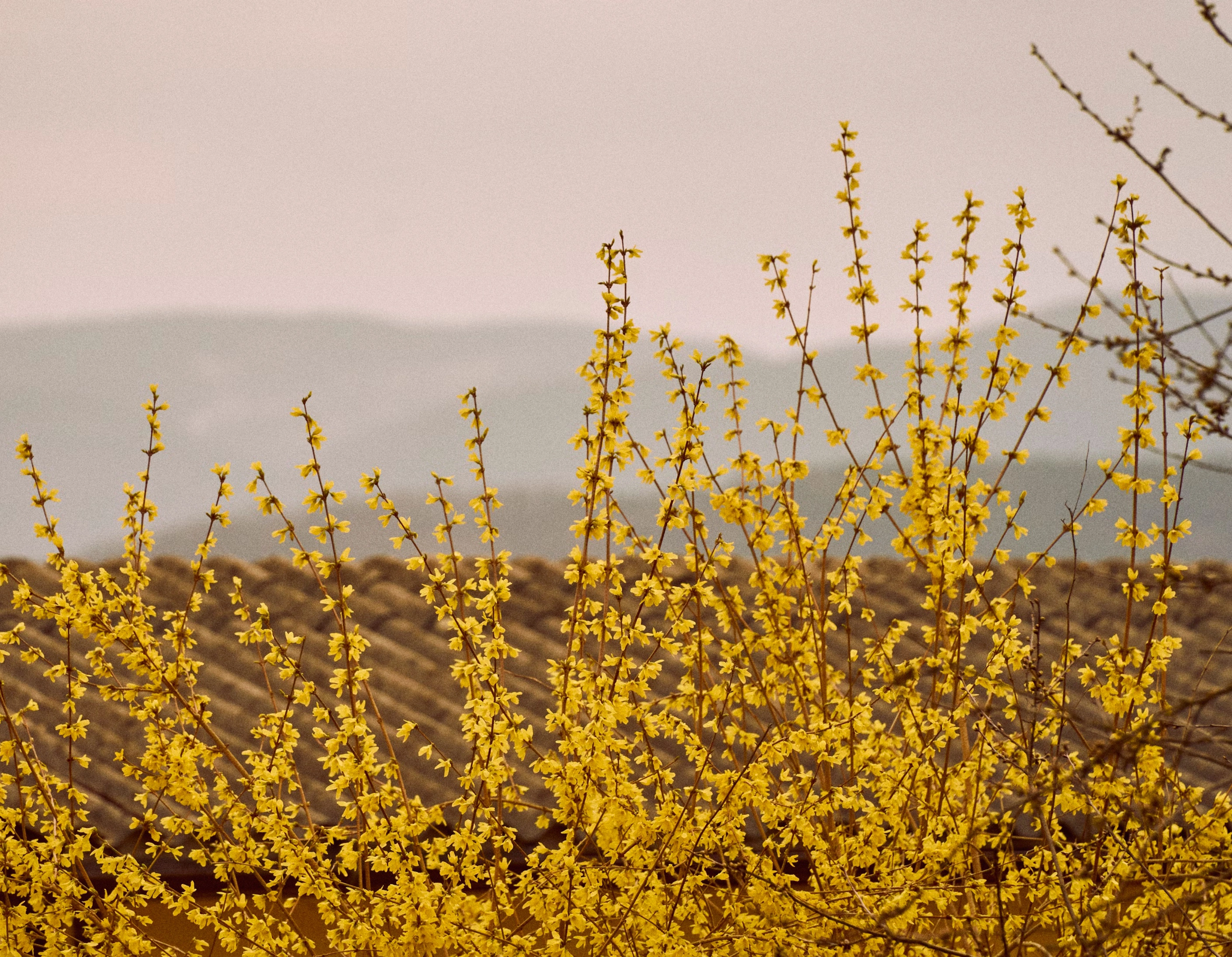 봄꽃 개화시기 2025