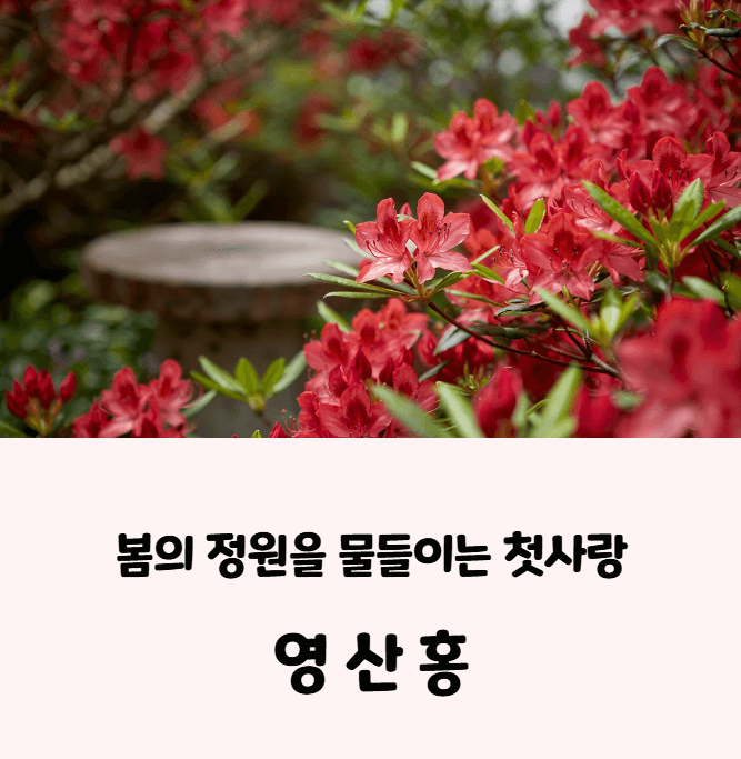 영산홍