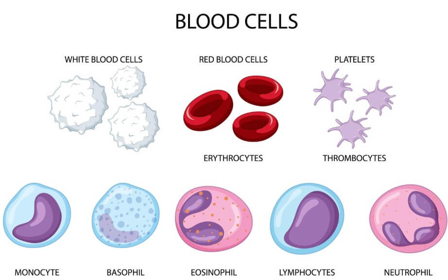 혈관에 있는 노폐물의 종류
