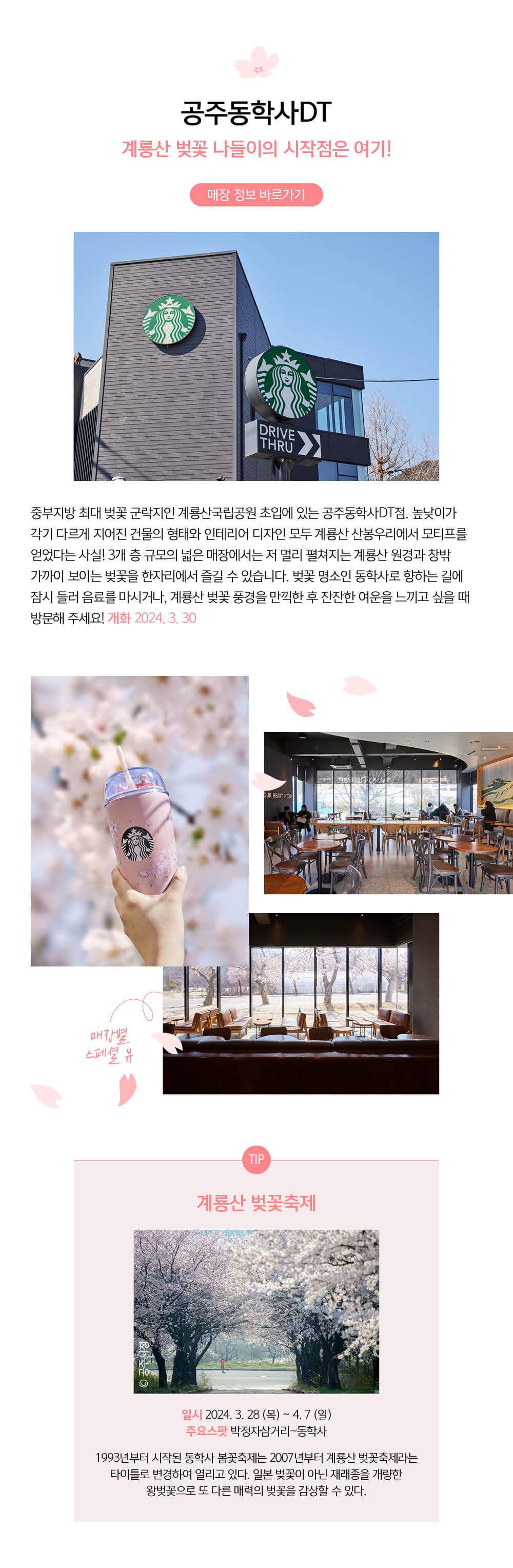 스타벅스 벚꽃뷰 매장 공주