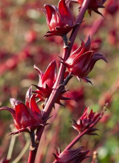 히비스커스 씨앗