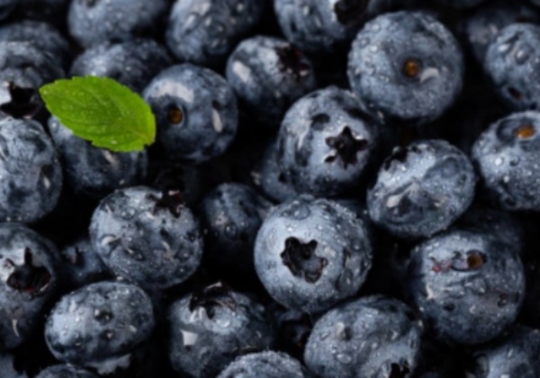 아로니아 효능 먹는방법