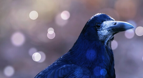 어딘가를-응시하는-까마귀-한마리