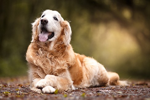 노견(7 세 이상)을 위한 특별한 관리, 영양관리