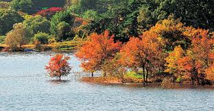 대청호반길 단풍 명소
