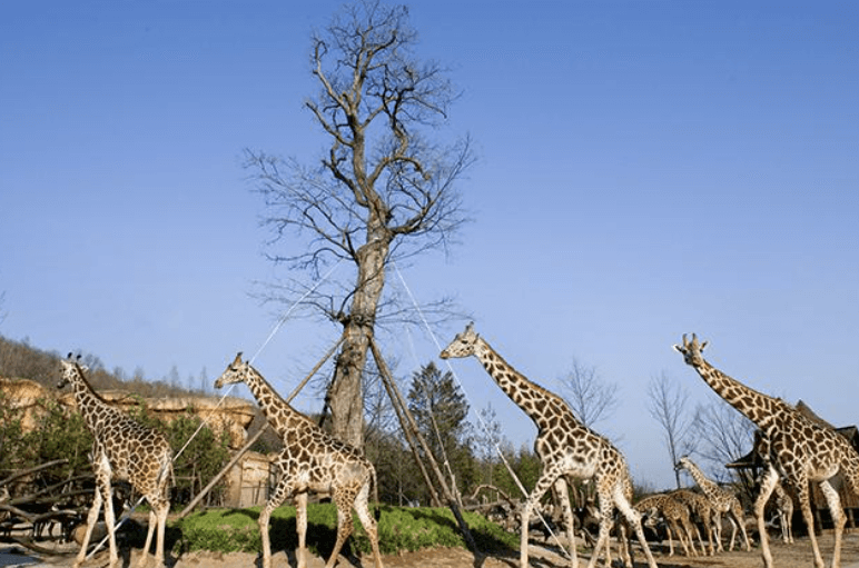 에버랜드 기린사진