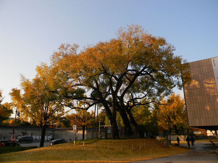 소격동 비술나무