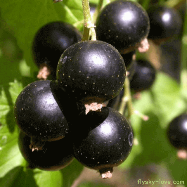 블랙커런트 효능