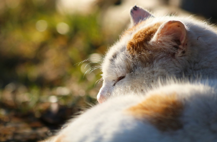 잠을 줄이는 기술이 가능할까?