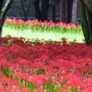 영광불갑산 상사화축제 기간 행사일정 예매하기 가을 꽃축제
