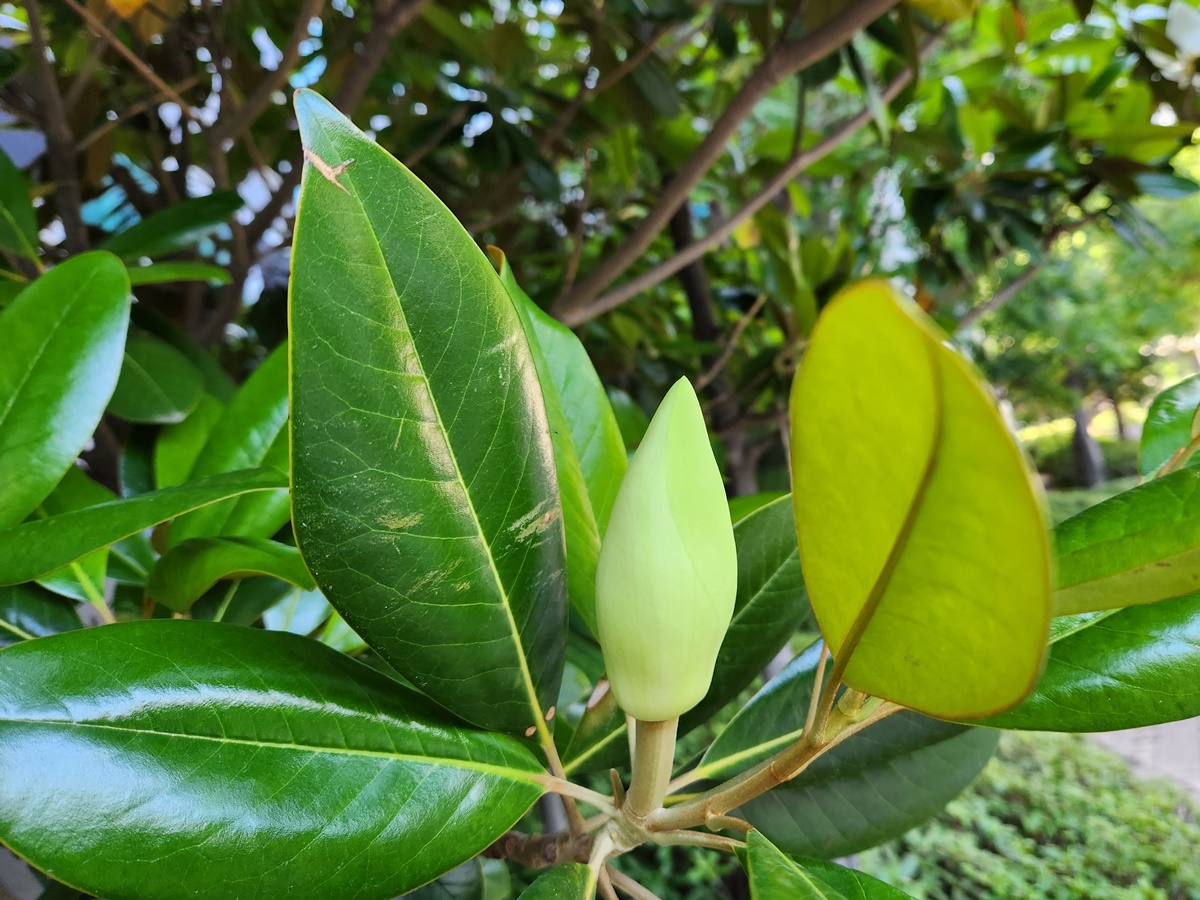 태산목