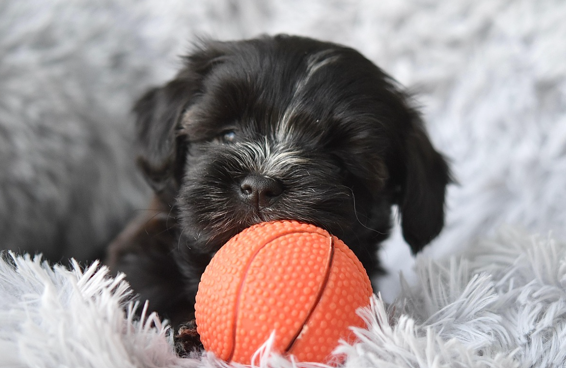 강아지의 계절별 건강관리법