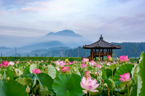 함안 연꽃테마파크 &ndash; 700년의 시간 여행, 아라홍련의 향기