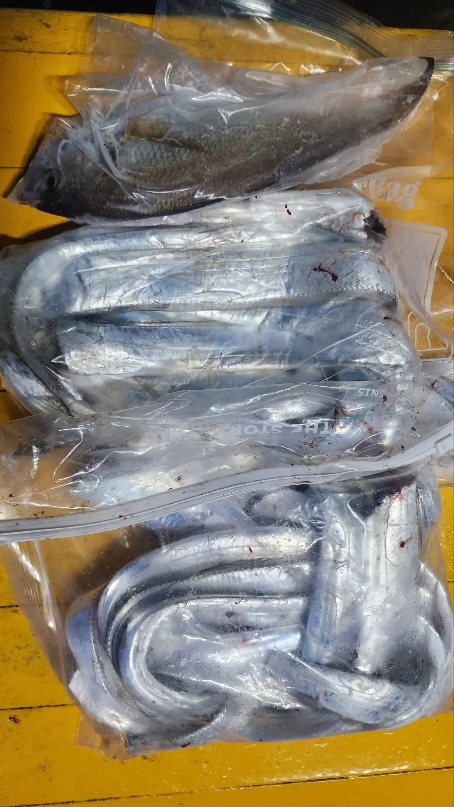 갈치-조과