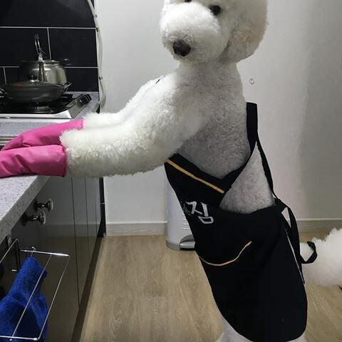 스탠다드 푸들이 밥해먹는 모습