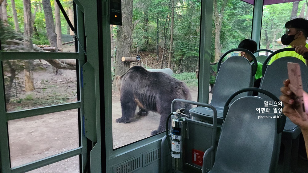 에버랜드 사파리 월드 꿀팁 (예약, 트램 좌석), 자유이용권 할인