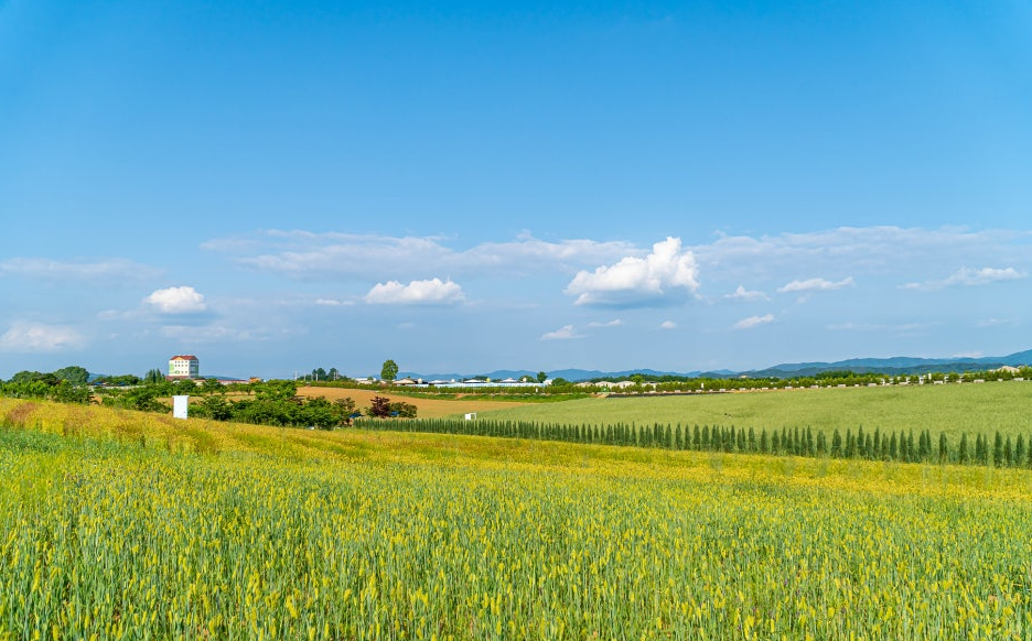 안성 농협경제지주 안성팜랜드 유채꽃1
