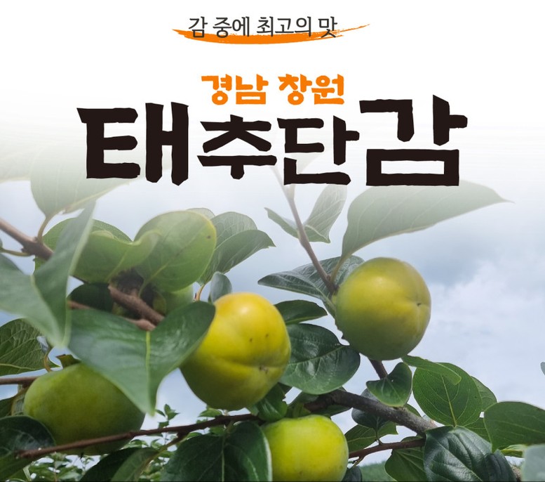 창원 태추단감