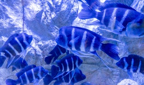 제주 동쪽 가볼만한곳 (아쿠아플라넷 제주)