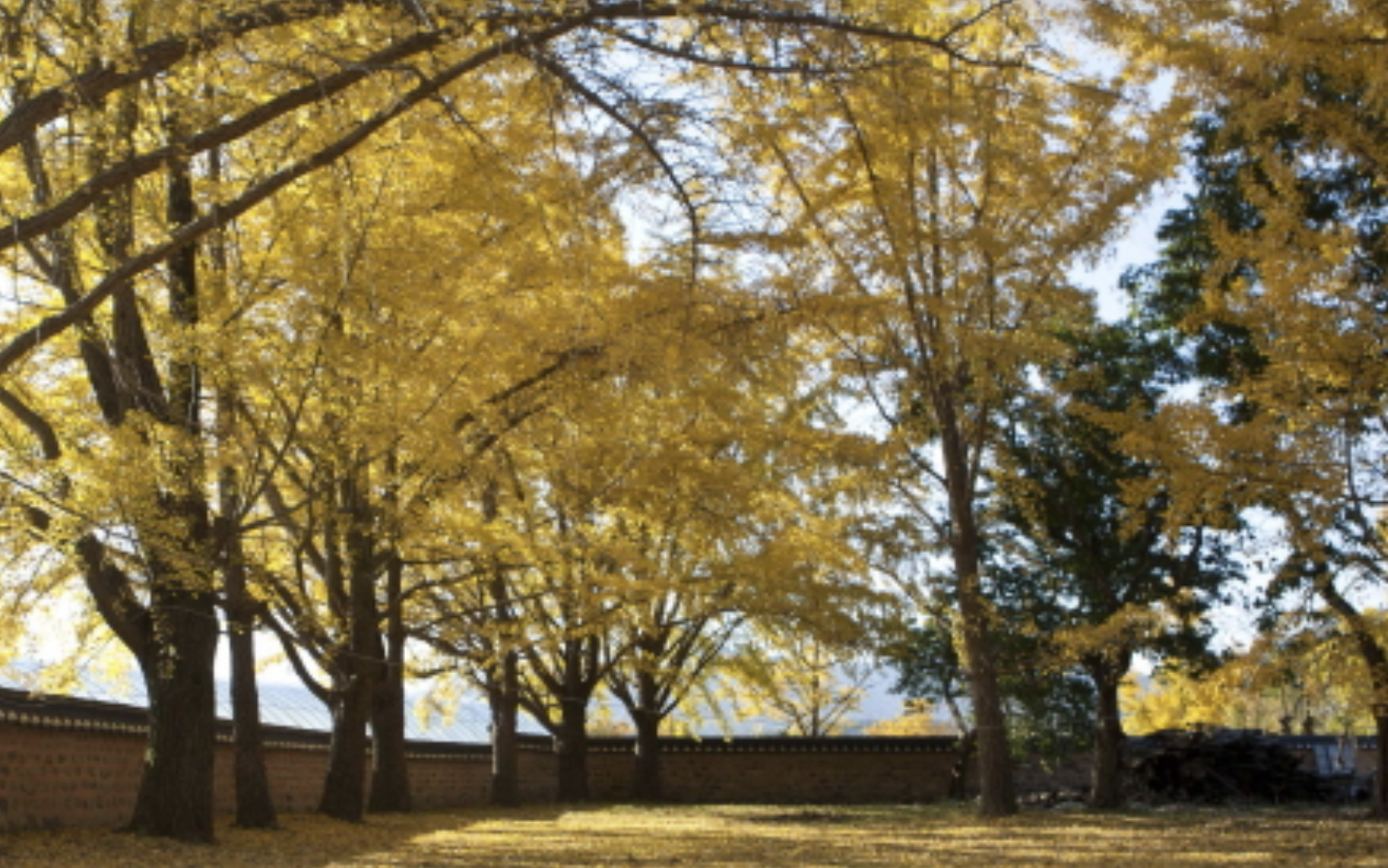 2023 전국 단풍축제 갈대 억새 단풍 축제